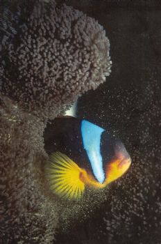 "Touch of magic"  Clown fish, Steps Reef, Ponta by Angie Kozlowski 